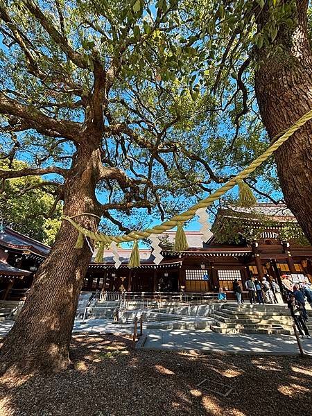 日本東京藝文之旅第五天(明治神宮)(2024.03.10)