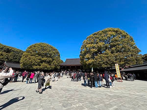 日本東京藝文之旅第五天(明治神宮)(2024.03.10)