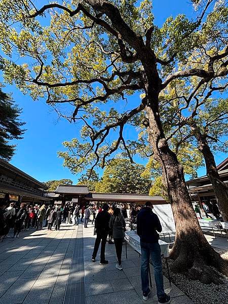 日本東京藝文之旅第五天(明治神宮)(2024.03.10)