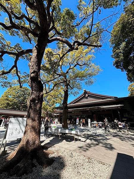 日本東京藝文之旅第五天(明治神宮)(2024.03.10)