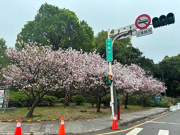 為天地寫日記(陽明山中山樓櫻花、海芋)(2024.03.18