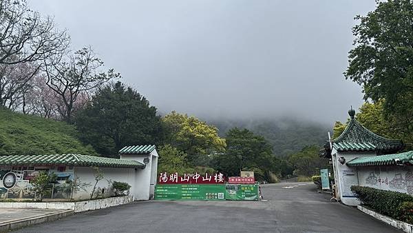 為天地寫日記(陽明山中山樓櫻花、海芋)(2024.03.18