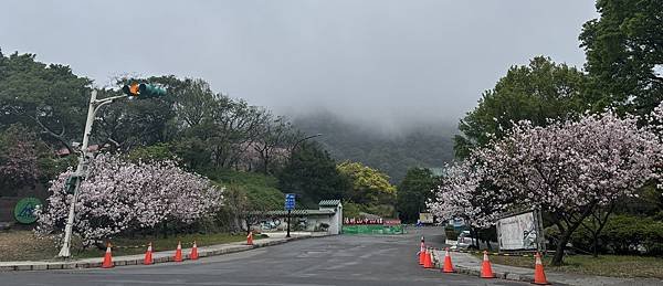 為天地寫日記(陽明山中山樓櫻花、海芋)(2024.03.18