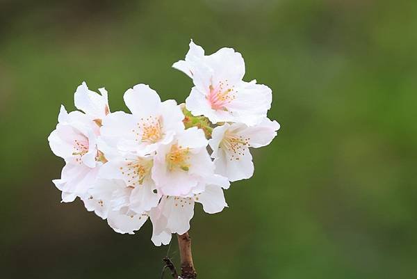 為天地寫日記(陽明山中山樓櫻花、海芋)(2024.03.18