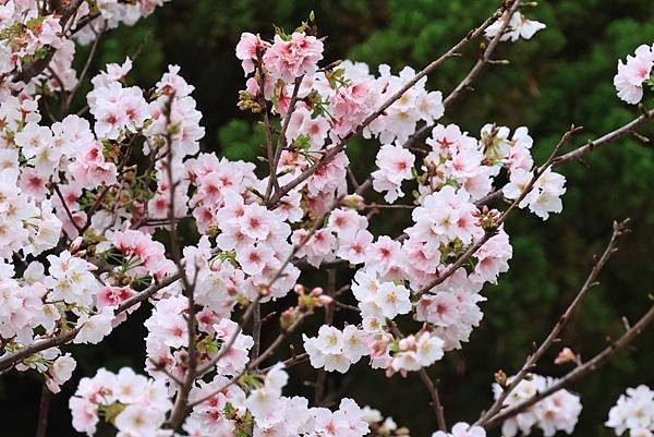 為天地寫日記(陽明山中山樓櫻花、海芋)(2024.03.18