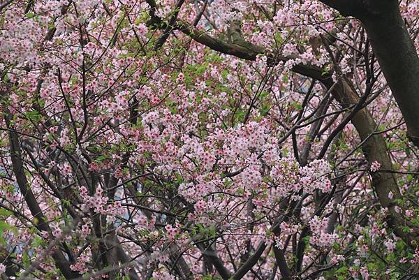 為天地寫日記(陽明山中山樓櫻花、海芋)(2024.03.18