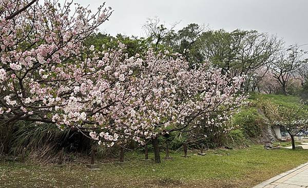 為天地寫日記(陽明山中山樓櫻花、海芋)(2024.03.18