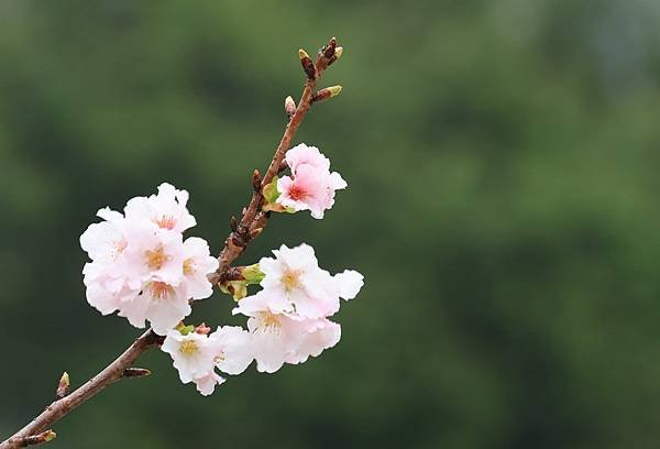 為天地寫日記(陽明山中山樓櫻花、海芋)(2024.03.18