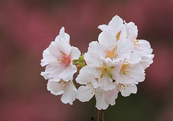 為天地寫日記(陽明山中山樓櫻花、海芋)(2024.03.18