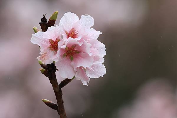 為天地寫日記(陽明山中山樓櫻花、海芋)(2024.03.18