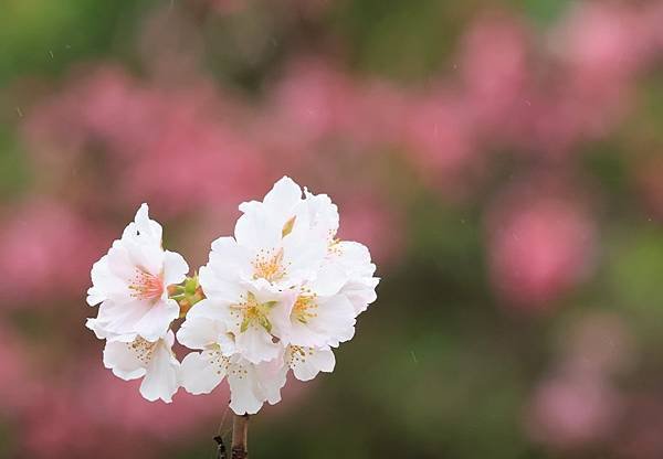 為天地寫日記(陽明山中山樓櫻花、海芋)(2024.03.18