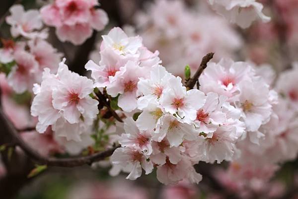 為天地寫日記(陽明山中山樓櫻花、海芋)(2024.03.18