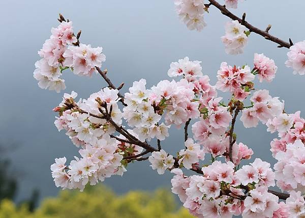 為天地寫日記(陽明山中山樓櫻花、海芋)(2024.03.18