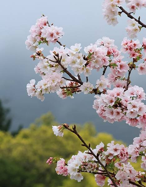 為天地寫日記(陽明山中山樓櫻花、海芋)(2024.03.18