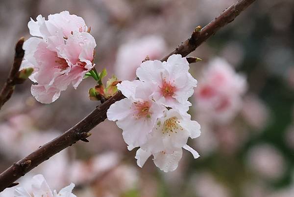 為天地寫日記(陽明山中山樓櫻花、海芋)(2024.03.18