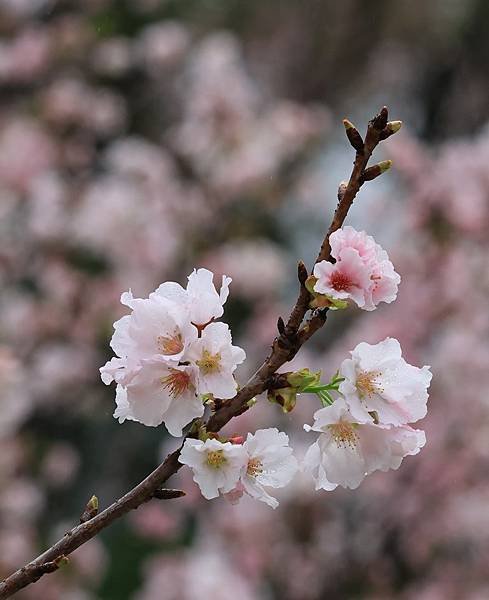 為天地寫日記(陽明山中山樓櫻花、海芋)(2024.03.18