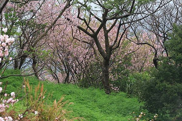 為天地寫日記(陽明山中山樓櫻花、海芋)(2024.03.18