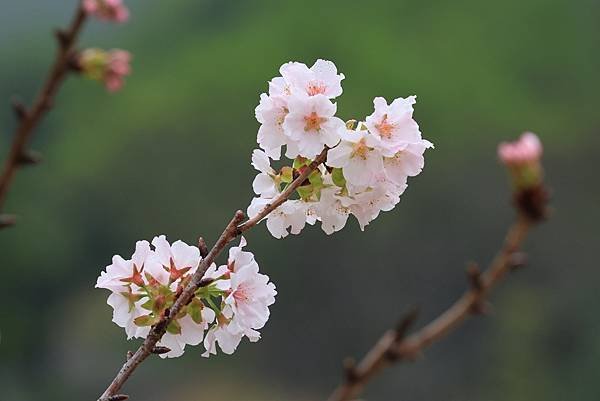 為天地寫日記(陽明山中山樓櫻花、海芋)(2024.03.18