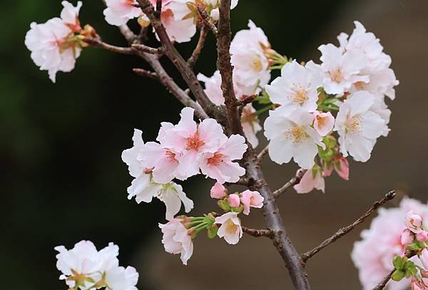 為天地寫日記(陽明山中山樓櫻花、海芋)(2024.03.18