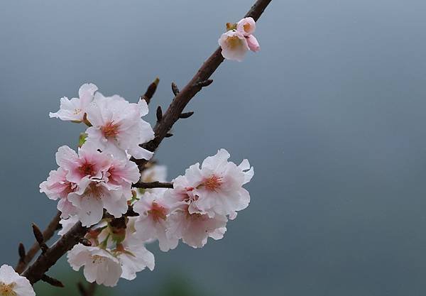 為天地寫日記(陽明山中山樓櫻花、海芋)(2024.03.18