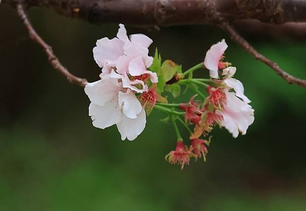 為天地寫日記(陽明山中山樓櫻花、海芋)(2024.03.18