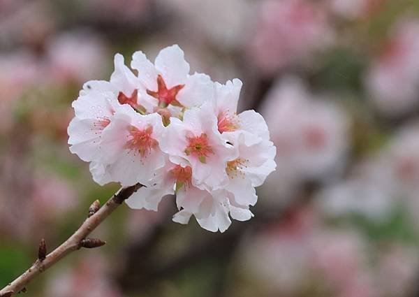 為天地寫日記(陽明山中山樓櫻花、海芋)(2024.03.18