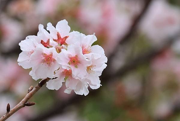 為天地寫日記(陽明山中山樓櫻花、海芋)(2024.03.18