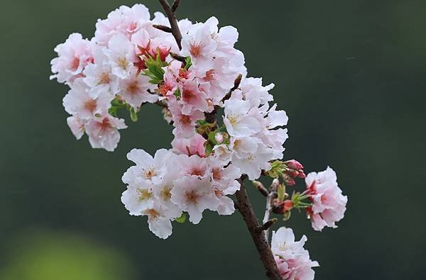 為天地寫日記(陽明山中山樓櫻花、海芋)(2024.03.18