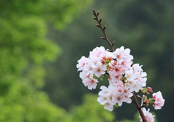 為天地寫日記(陽明山中山樓櫻花、海芋)(2024.03.18