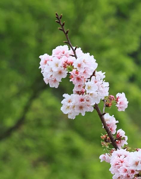 為天地寫日記(陽明山中山樓櫻花、海芋)(2024.03.18