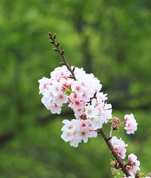 為天地寫日記(陽明山中山樓櫻花、海芋)(2024.03.18