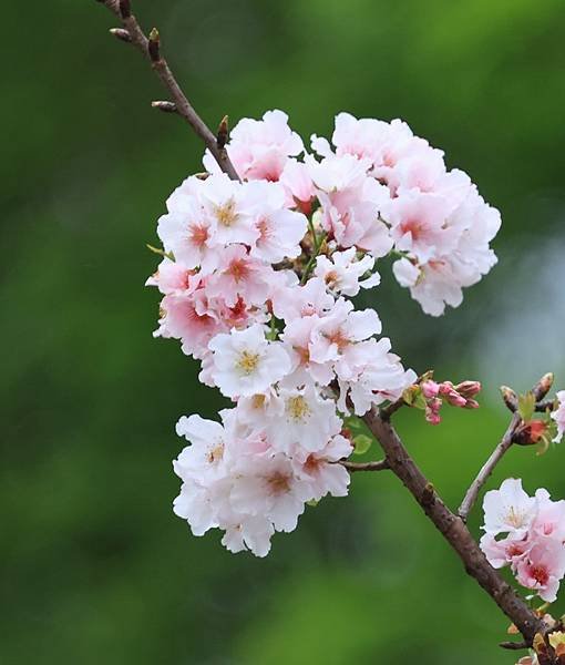 為天地寫日記(陽明山中山樓櫻花、海芋)(2024.03.18