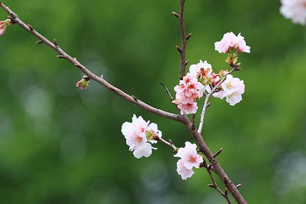 為天地寫日記(陽明山中山樓櫻花、海芋)(2024.03.18