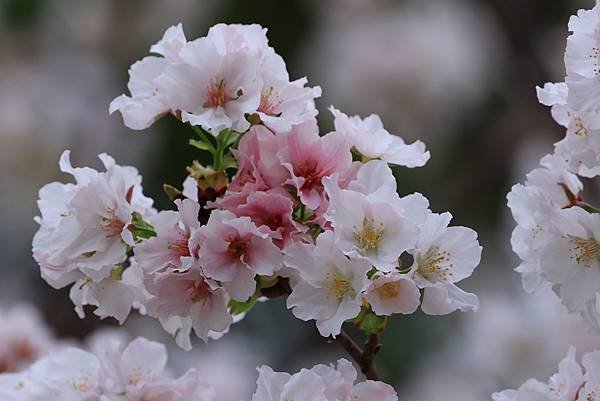 為天地寫日記(陽明山中山樓櫻花、海芋)(2024.03.18