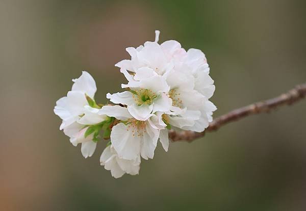 為天地寫日記(陽明山中山樓櫻花、海芋)(2024.03.18