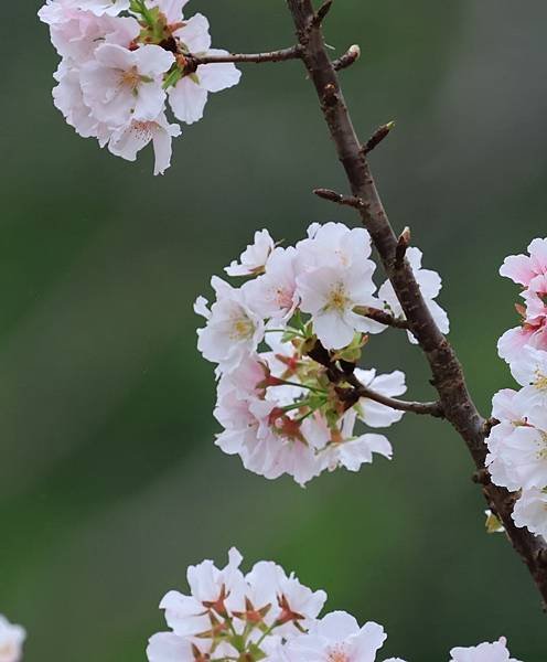 為天地寫日記(陽明山中山樓櫻花、海芋)(2024.03.18