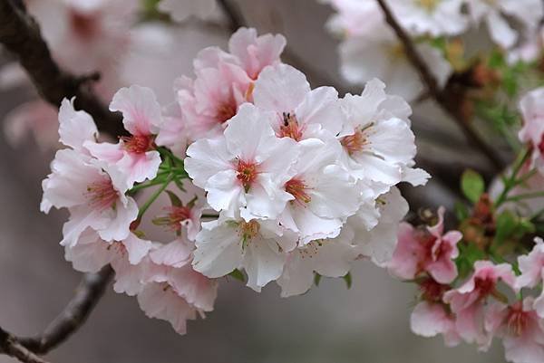 為天地寫日記(陽明山中山樓櫻花、海芋)(2024.03.18