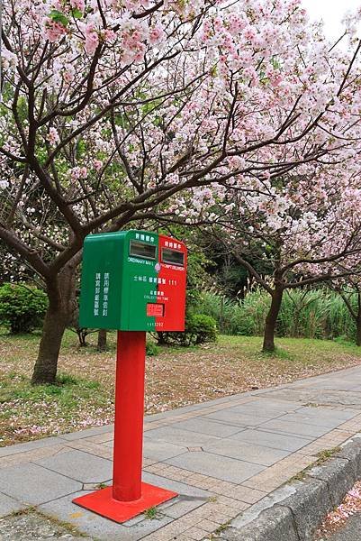 為天地寫日記(陽明山中山樓櫻花、海芋)(2024.03.18