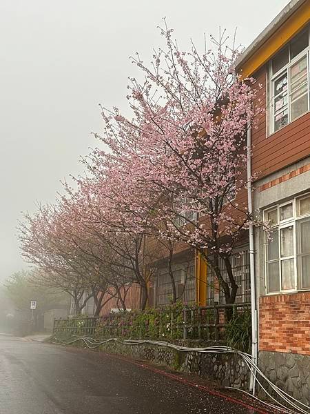 為天地寫日記(陽明山中山樓櫻花、海芋)(2024.03.18