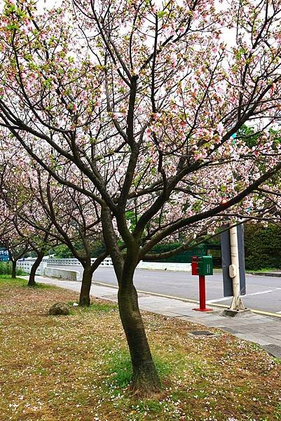 為天地寫日記(陽明山中山樓櫻花、海芋)(2024.03.18