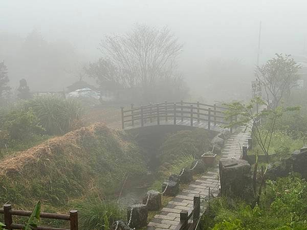 為天地寫日記(陽明山中山樓櫻花、海芋)(2024.03.18