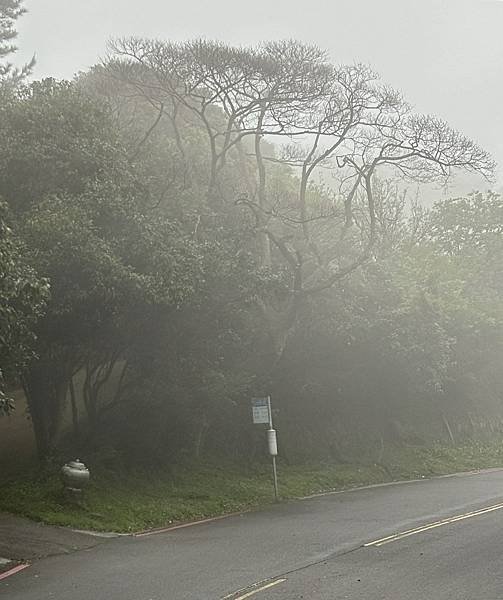 為天地寫日記(陽明山中山樓櫻花、海芋)(2024.03.18