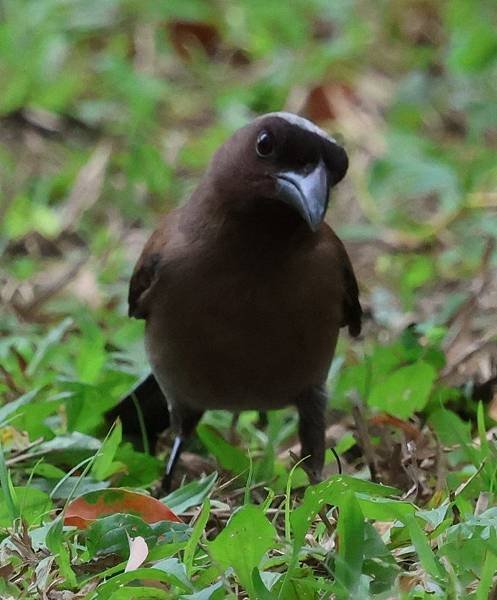 為天地寫日記(慈濟科技大學蓮花與鳥)(2024.03.22)