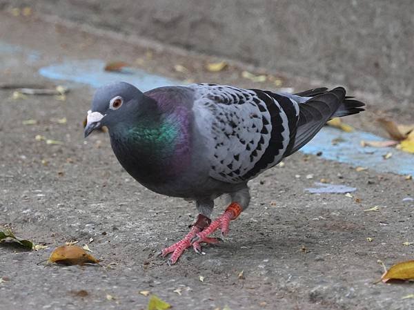 為天地寫日記(慈濟科技大學蓮花與鳥)(2024.03.22)