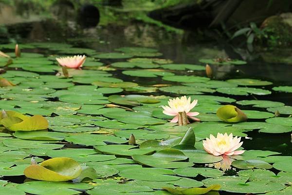 為天地寫日記(慈濟科技大學蓮花與鳥)(2024.03.22)