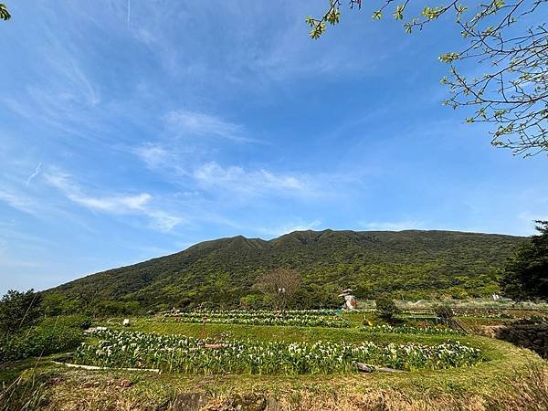 為天地寫日記(陽明山海芋)(2024.03.23)