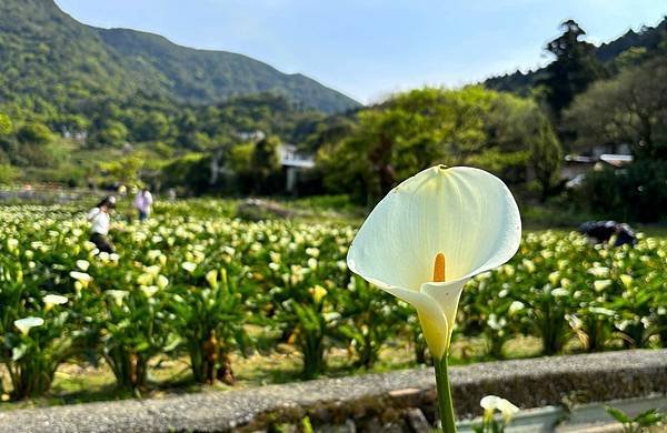 為天地寫日記(陽明山海芋)(2024.03.23)