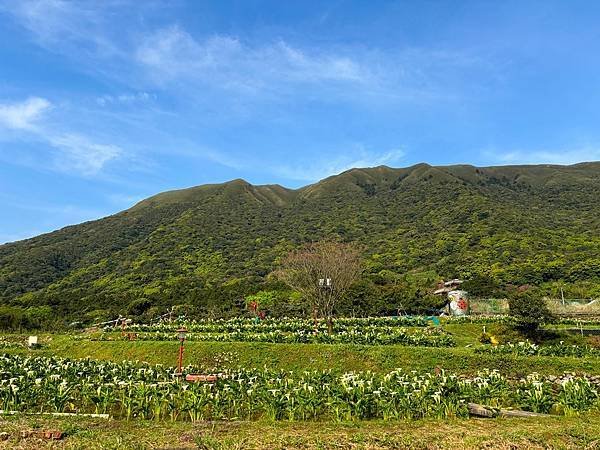 為天地寫日記(陽明山海芋)(2024.03.23)