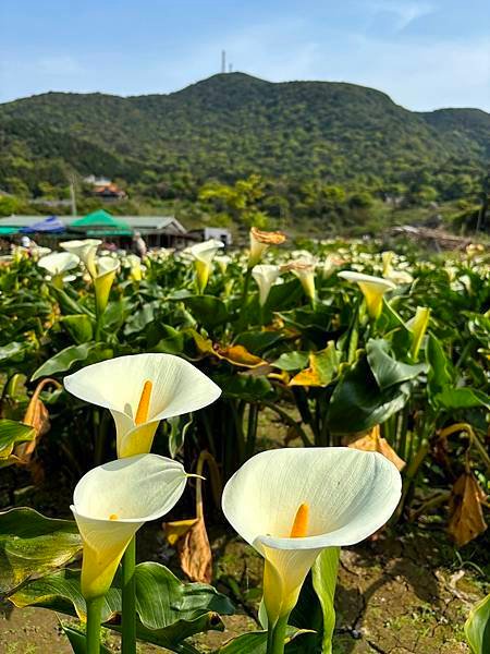 為天地寫日記(陽明山海芋)(2024.03.23)