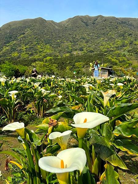 為天地寫日記(陽明山海芋)(2024.03.23)